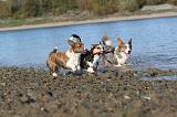 CORGI CARDIGAN 117